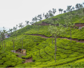 Mysore Coorg Wayanad South Packages